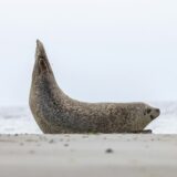 なぜ今AppSheetなのか？