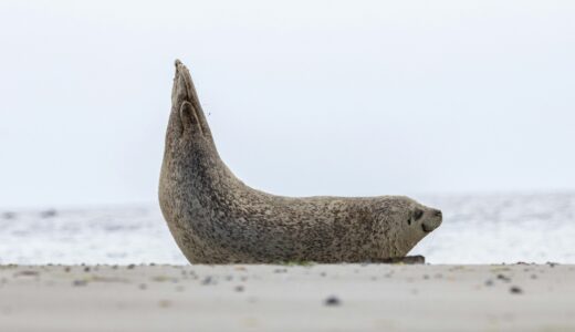 なぜ今AppSheetなのか？