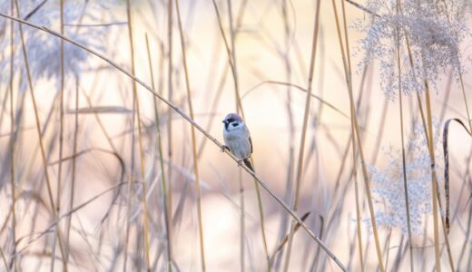 AppSheetとは？基本概要